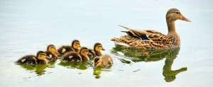 mallard-ducks-934518_1280
